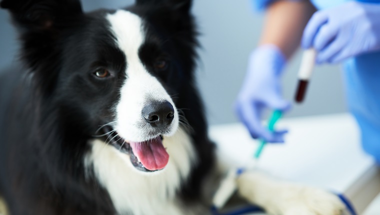 Picture of female vet examining a dog in clinic