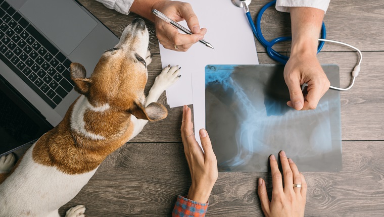 Vet visiting with dog Jack Russell terrier. Doctors desk from the top. X-ray consultation. Professional medical pet care