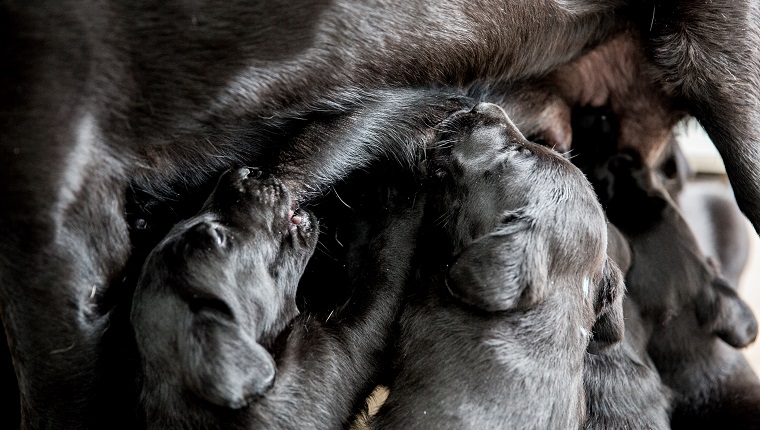 High angle close up of Black Labrador nursing puppies.