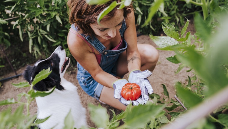 Mid adult woman with border collie holding tomato while working in vegetable garden