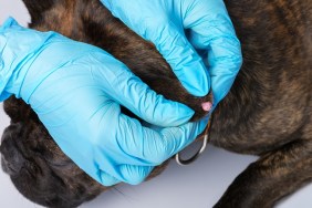 Papilloma on the dog's ear. Examination of neoplasms in animals in a veterinary clinic.