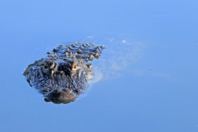 This is an American alligator which is a crocodilian in the genus Alligator of the family Alligatoridae. An average adult alligator weighs 790 pounds and has a length of 13 feet. The largest recorded was 19.2 feet. Alligators are native only to the United States and China. It is said that there are over a million alligators in the state of Florida. They can be found in fresh and brackish bodies of water. This was photographed in a wetland in Boynton Beach, Florida.