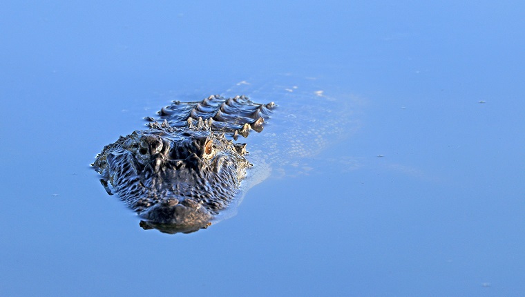 This is an American alligator which is a crocodilian in the genus Alligator of the family Alligatoridae. An average adult alligator weighs 790 pounds and has a length of 13 feet. The largest recorded was 19.2 feet. Alligators are native only to the United States and China. It is said that there are over a million alligators in the state of Florida. They can be found in fresh and brackish bodies of water. This was photographed in a wetland in Boynton Beach, Florida.