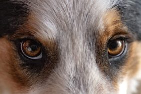 Close-up of Border Collie eyes that could be affected by Collie Eye Defect