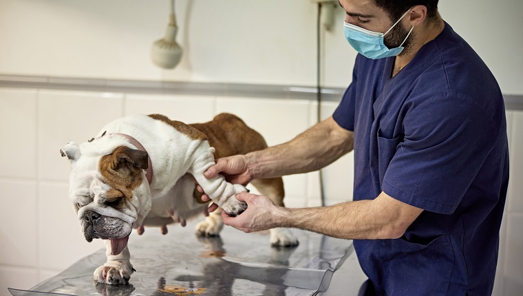 Late 20s Caucasian doctor in scrubs and protective face mask stretching front leg of dog standing on exam table to check range of mobility.