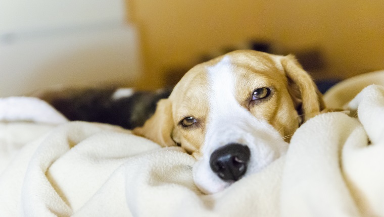 A beagle dog resting in the bed