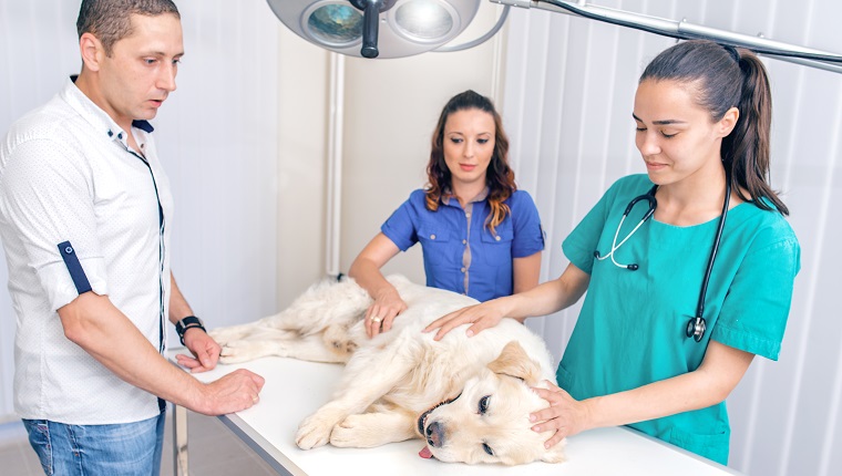 Dog in Animal Hospital