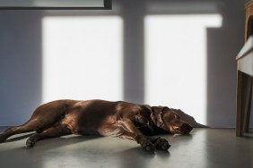 Chocolate Labrador sleeping on the floor