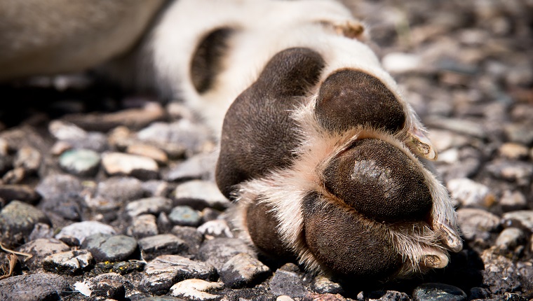 dog paw pads (2) on stony background