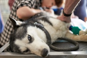 Domestic dog at ultrasound diagnostic doctor veterinary control campaign.