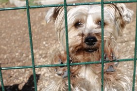 Small dog waiting in a cage.