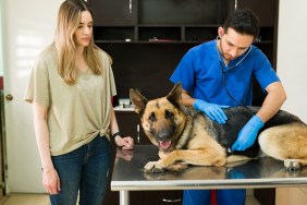 Concerned caucasian woman looking at her old german shepherd dog while an hispanic veterinarian uses a stethoscope to hear to exam the heartbeat of a pet at animal clinic