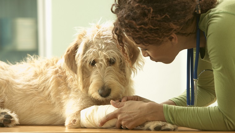 Veterinarian Bandaging Dog's Leg