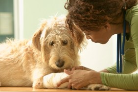 Veterinarian Bandaging Dog's Leg