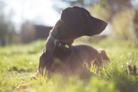 Cute dog looking away from camera on a golden spring day in the garden