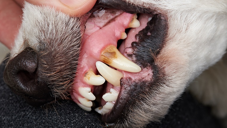 Cleaning dog teeth service. Close-up of dog teeth