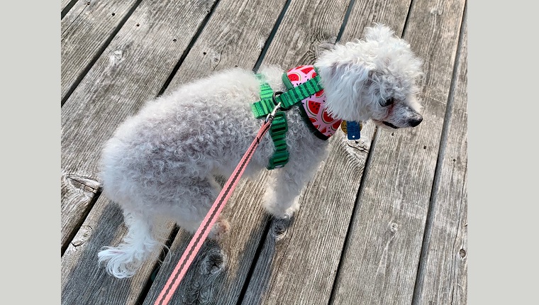 Strong loop connects harness to leash and evenly distributes pressure 