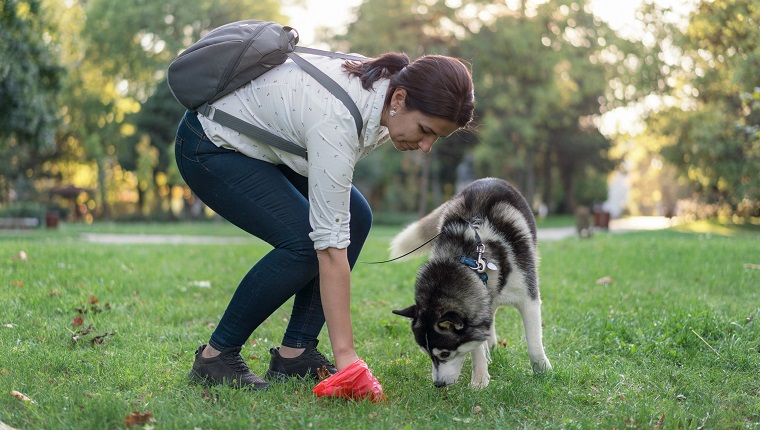 Responsible woman cleaning the grass in the park after her dog, picking up dog poop in plastic bag