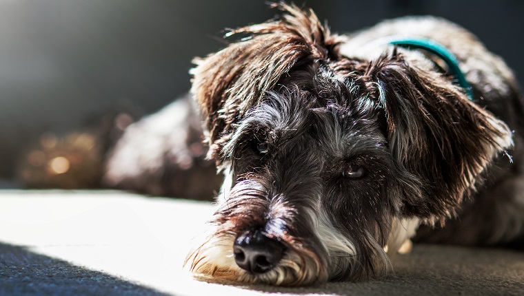 Young, adorable puppy