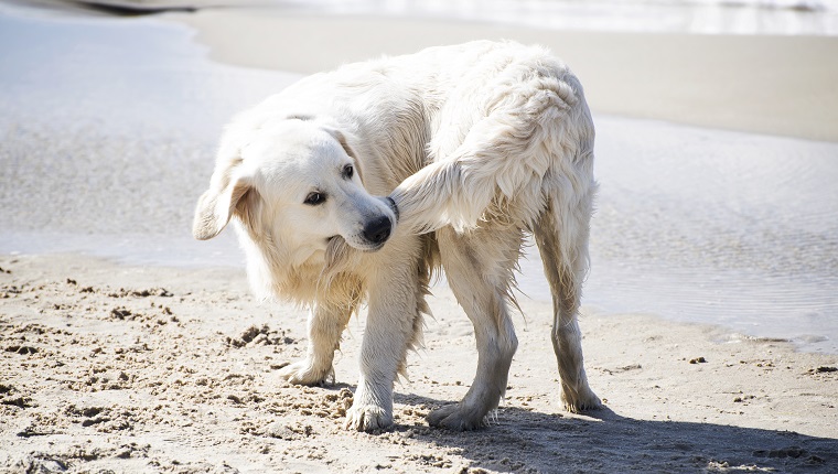 Dog biting his tail on a summer Baltic seashore.