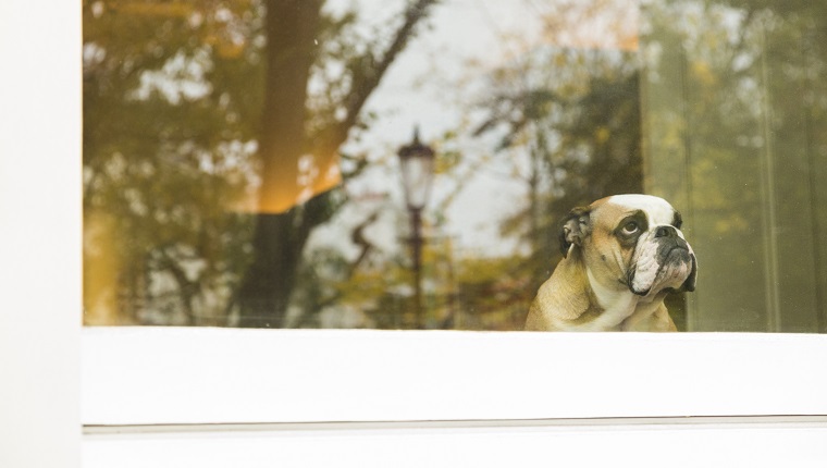 Dog looking out the window.