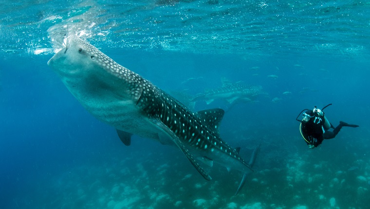 Whale shark, Rhincodon typus, Oslob, Philippines, Indian Ocean