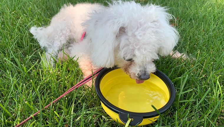 Leia loving her water break 