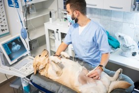 Veterinarian doing ultrasound on dog