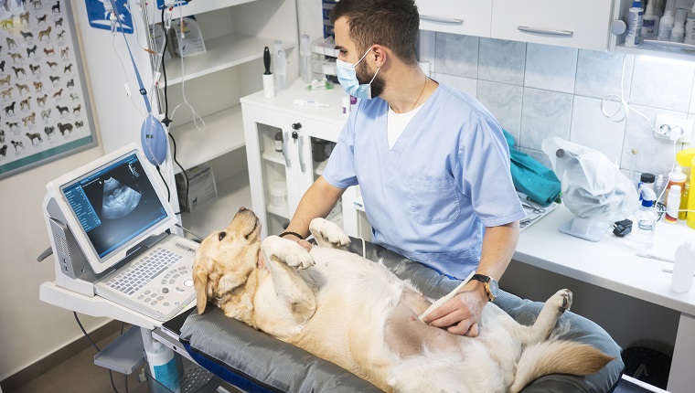 Veterinarian doing ultrasound on dog