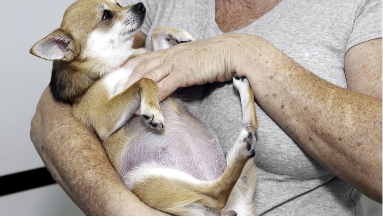 chihuahua 45 days pregnant