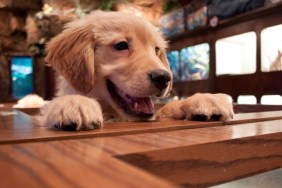 A puppy peeking over the ledge at a pet store.