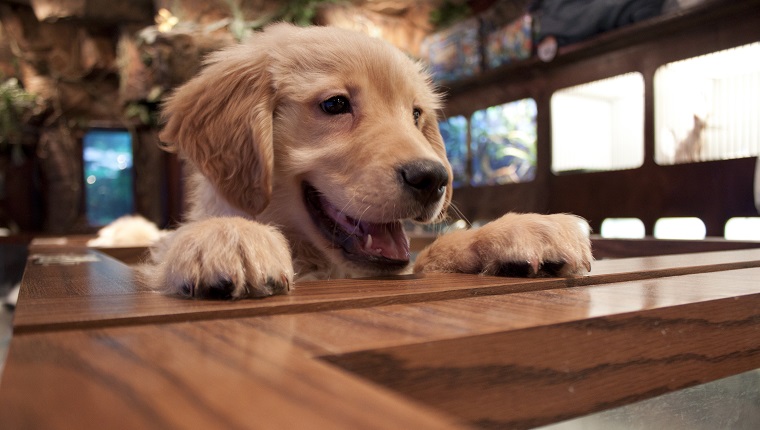 A puppy peeking over the ledge at a pet store.