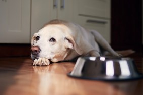 Dog with sad eyes waiting for feeding. Old labrador retriever lying near empty bowl in home kitchen. "n