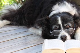 Elderly border collie dog relaxing on the deck with spectacles on and a book