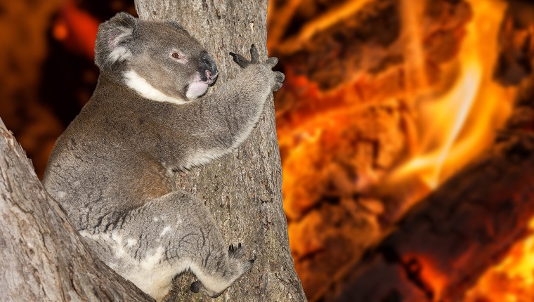 yelling crying koala in australia bush fire