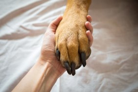 Close-Up Of Hand Holding Dog On Bed