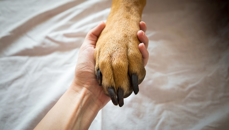 Close-Up Of Hand Holding Dog On Bed