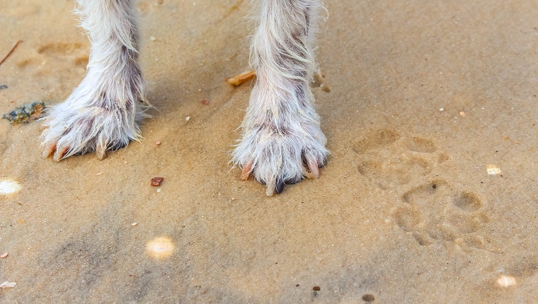 Little dogs paws in the sand