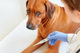 Close up view of Rhodesian ridgeback dog in veterinary clinic with vet looking at thermometer