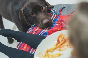 Dog eyeing up child's dinner