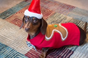 Sausage dog wearing a gingerbread man sweater and Santa hat