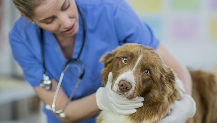 A Caucasian female veterinarian is indoors at a clinic. She is wearing medical clothing. She is looking after a cute border collie dog lying on a table. She is checking the dog's throat while the dog looks at the camera.