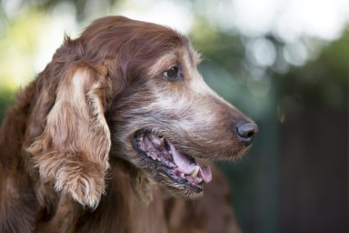 close-up of senior dog