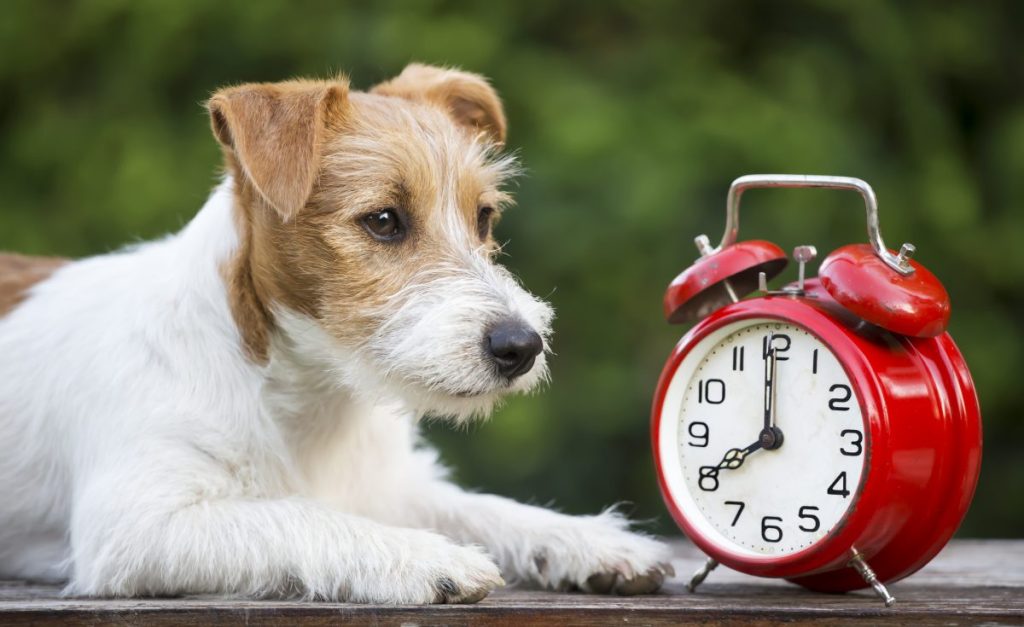 Cute pet dog with a red retro alarm clock as Daylight Saving Time ends.