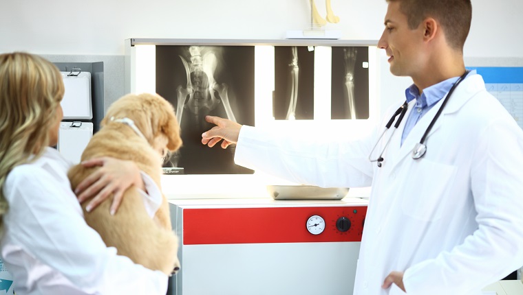 Rear view of mid 30's male and female vet doctors examining X ray of a limb ( broken dog paw).The man is pointing at certaing thing of this dog's paw while female colleague is holding furry patient.Both wearing white labcoats.