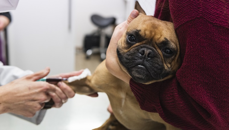 Barcelona, Spain. Veterinarian examining French Bulldog being held by woman. Animal, caucasian, examination, healthcare and medicine, vaccine, job, French Bulldog, physical examination, senior woman, doctor, cute, indoors, veterinary surgery, blood test