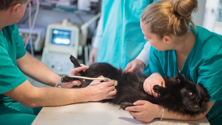 Vet doing ultrasound on dog in veterinary surgery