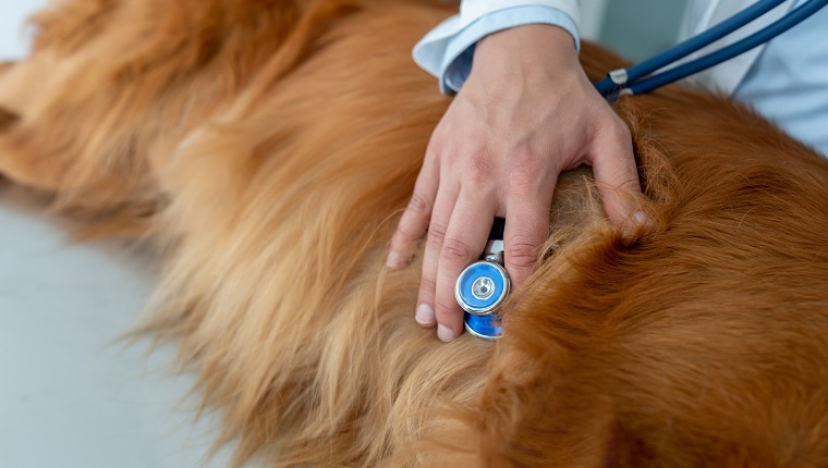 Close-up on a vet doing a medical exam on a dog listening to his heart with a stethoscope