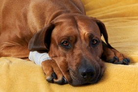 Big brown dog laying on coach with bandage on injured paw, leg