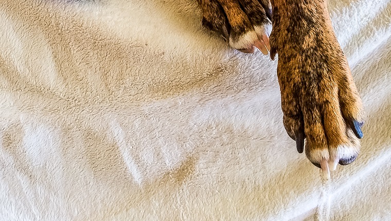 snaggletooth dog makes a funny face on a white couch before nap